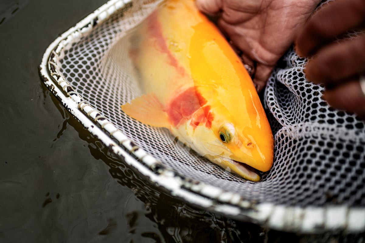 West Virginia Gold Rush Returns March 30