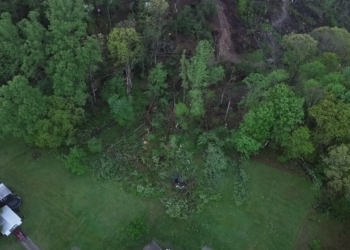Downed trees from the tornado in the Lookout area.