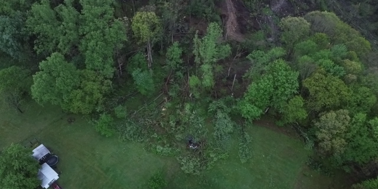 Downed trees from the tornado in the Lookout area.