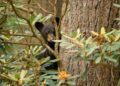 WVDNR Reminds Public to Leave Young Wildlife Alone