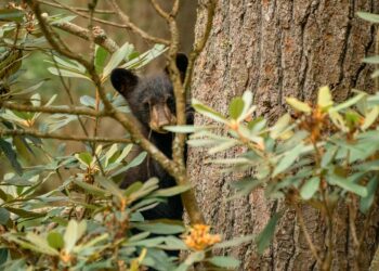 WVDNR Reminds Public to Leave Young Wildlife Alone