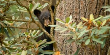 WVDNR Reminds Public to Leave Young Wildlife Alone