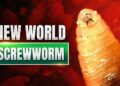 USDA Confirms New World Screwworm in Texas Calf; West Virginia Agriculture Officials Monitoring Situation