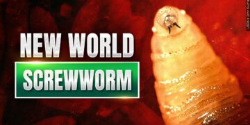 USDA Confirms New World Screwworm in Texas Calf; West Virginia Agriculture Officials Monitoring Situation