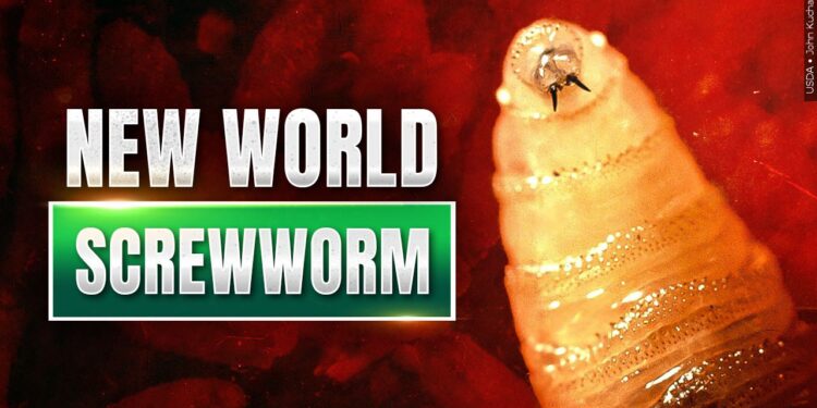 USDA Confirms New World Screwworm in Texas Calf; West Virginia Agriculture Officials Monitoring Situation