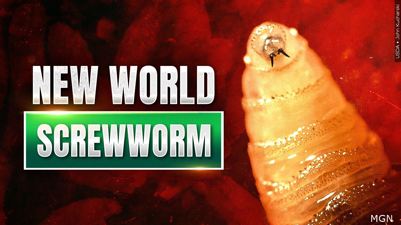 USDA Confirms New World Screwworm in Texas Calf; West Virginia Agriculture Officials Monitoring Situation