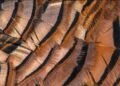 WVDNR Reports Spring Gobbler Harvests Increased 12.3% in 2026