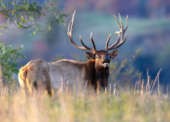 WVDNR Announces Return of Elk Management Tours for 2026 Season