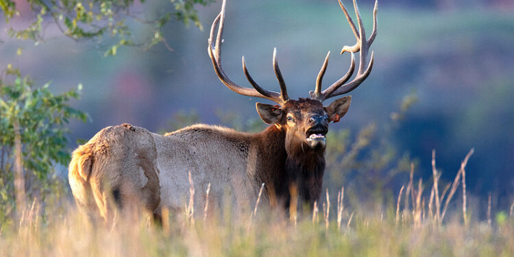 WVDNR Announces Return of Elk Management Tours for 2026 Season